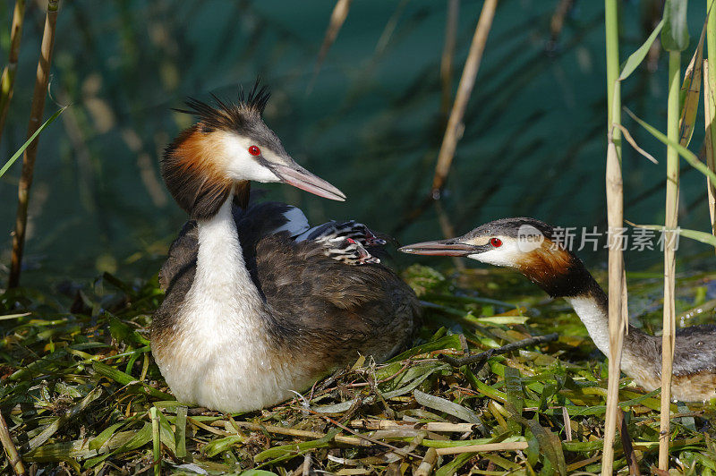 一对带小鸡的大冠毛鸊鷉(Podiceps cristatus)